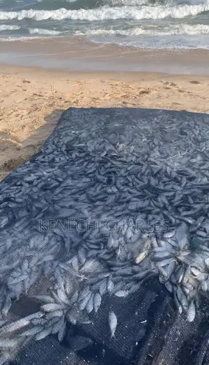 Fishing Boat, Net Engine