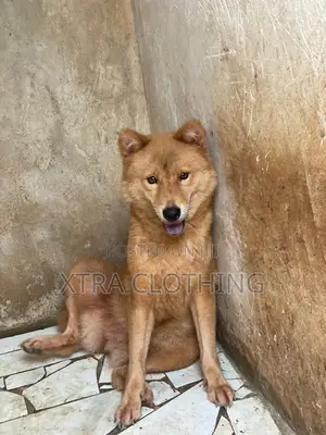 1+ year Female Purebred Chow Chow