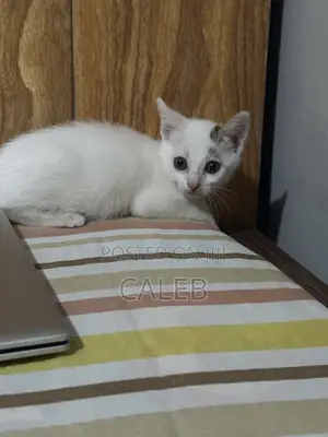 1-3 months Male Purebred American Shorthair