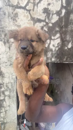 1-3 months Male Purebred Chow Chow