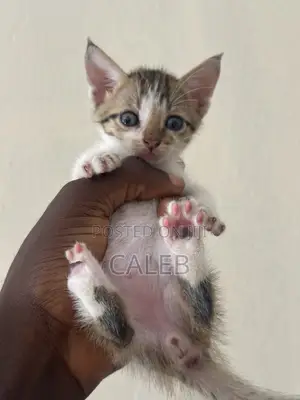 1-3 months Male Purebred American Shorthair