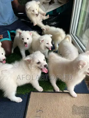 1-3 months Female Purebred American Eskimo