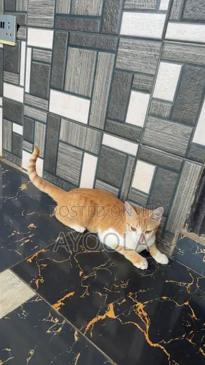 3-6 months Male Purebred American Shorthair