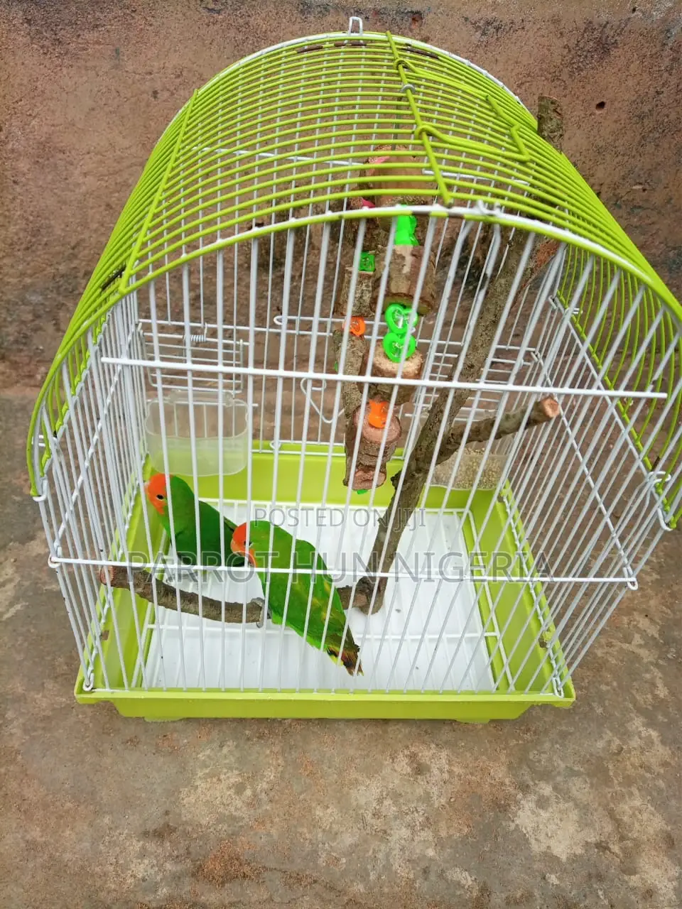 Love Bird Parrot