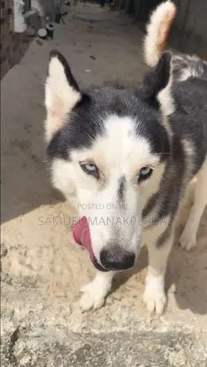 6-12 months Female Purebred Siberian Husky