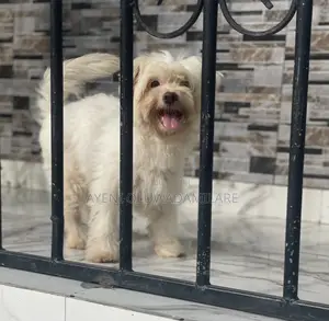 6-12 months Female Purebred Lhasa Apso