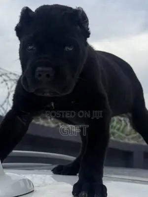 1-3 months Male Purebred Cane Corso