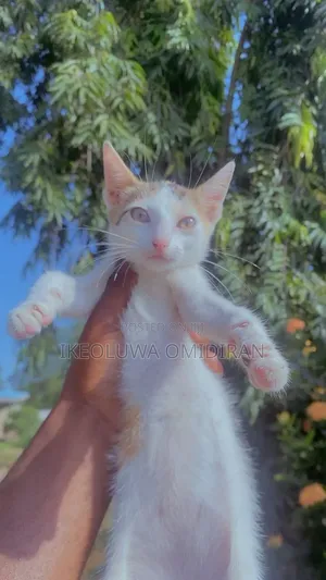 1-3 months Female Mixed Breed American Shorthair