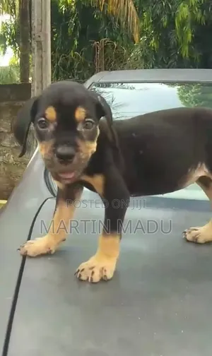 1-3 months Female Purebred Rottweiler