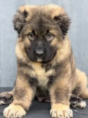 1-3 months Male Purebred Caucasian Shepherd