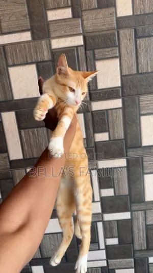 6-12 months Male Purebred American Shorthair