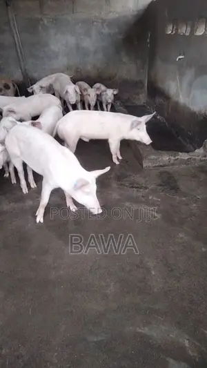 Quality Pigs for Sale – Landrace, Large White Hampshire | Kaduna