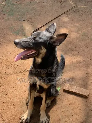 6-12 months Female Purebred German Shepherd