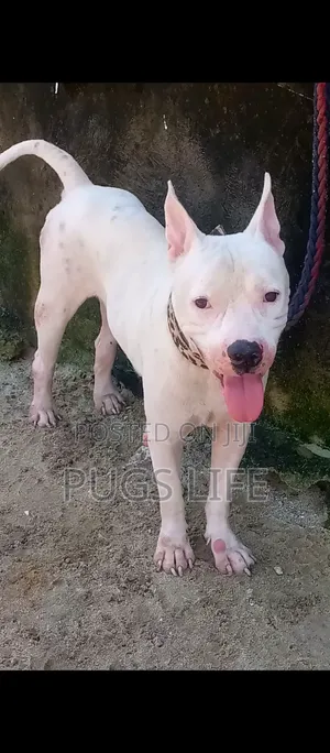 6-12 months Male Purebred American Bully