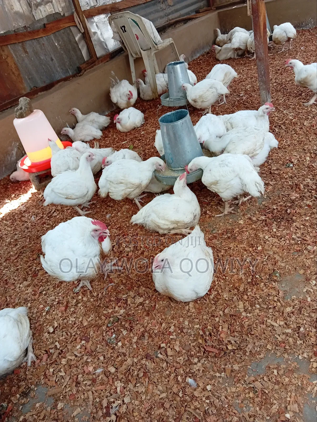 Broiler Birds