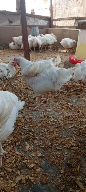 Broiler Birds