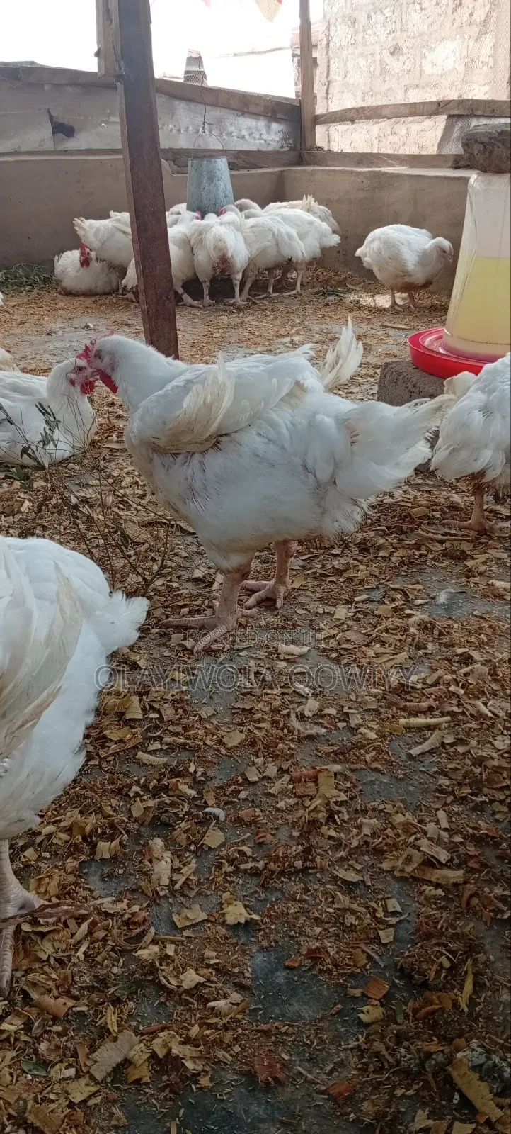 Broiler Birds