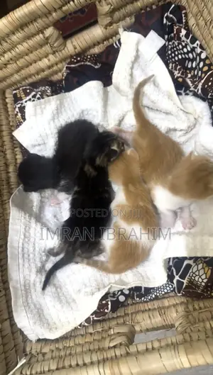 0-1 month Male Mixed Breed American Shorthair
