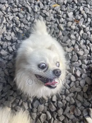 0-1 month Female Purebred Pomeranian