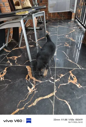 0-1 month Male Purebred German Shepherd