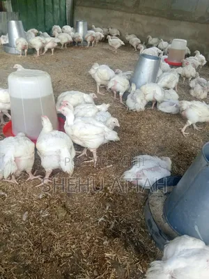 5 to 6 Weeks Chicken for Sale