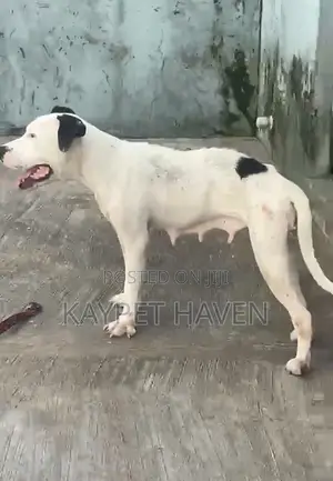 1+ year Female Purebred American Pit Bull Terrier