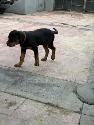 1-3 months Male Purebred Rottweiler