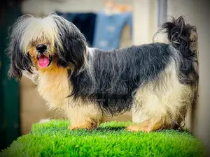 1+ year Male Purebred Lhasa Apso