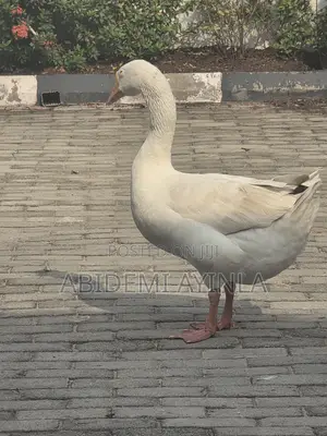 Matured White Chinese Male Geese