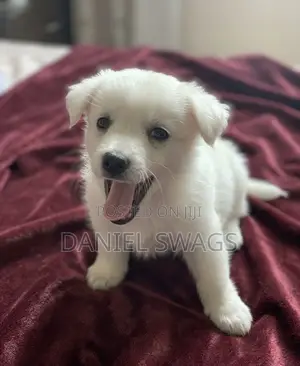 1-3 months Female Purebred American Eskimo