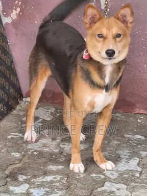 6-12 months Male Mixed Breed Bracco Italiano