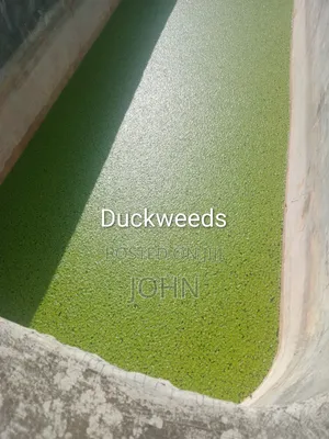 Duckweeds Aqua Plant for Livestock Feeding