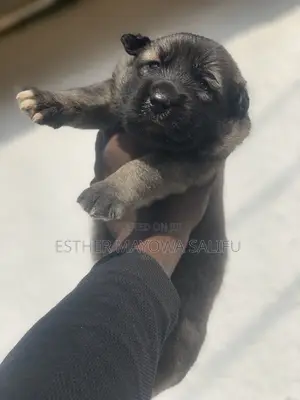 1-3 months Female Purebred Caucasian Shepherd