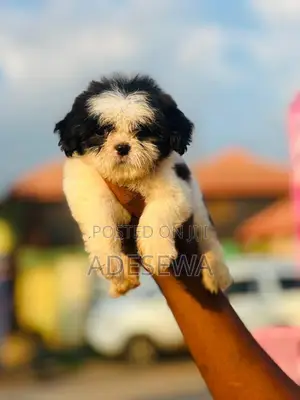 1-3 months Female Purebred Lhasa Apso