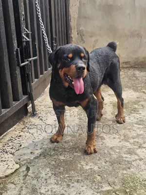 1+ year Male Purebred Rottweiler
