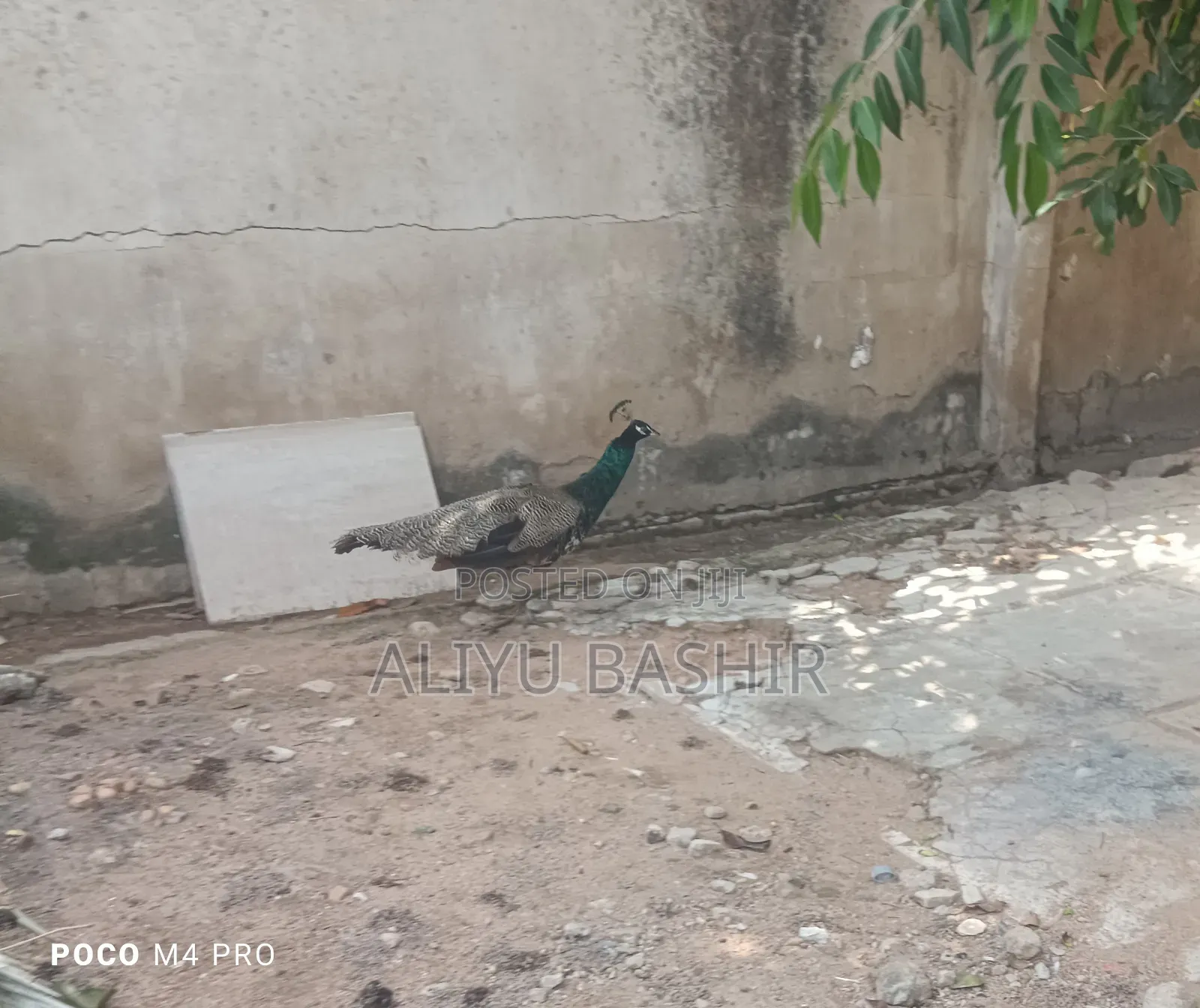 Available Healthy Pair(Peacock and Peahen)
