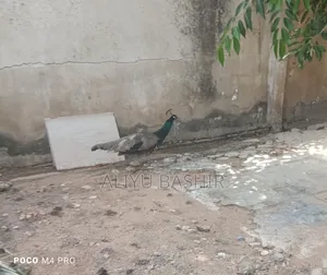 Available Healthy Pair(Peacock and Peahen)