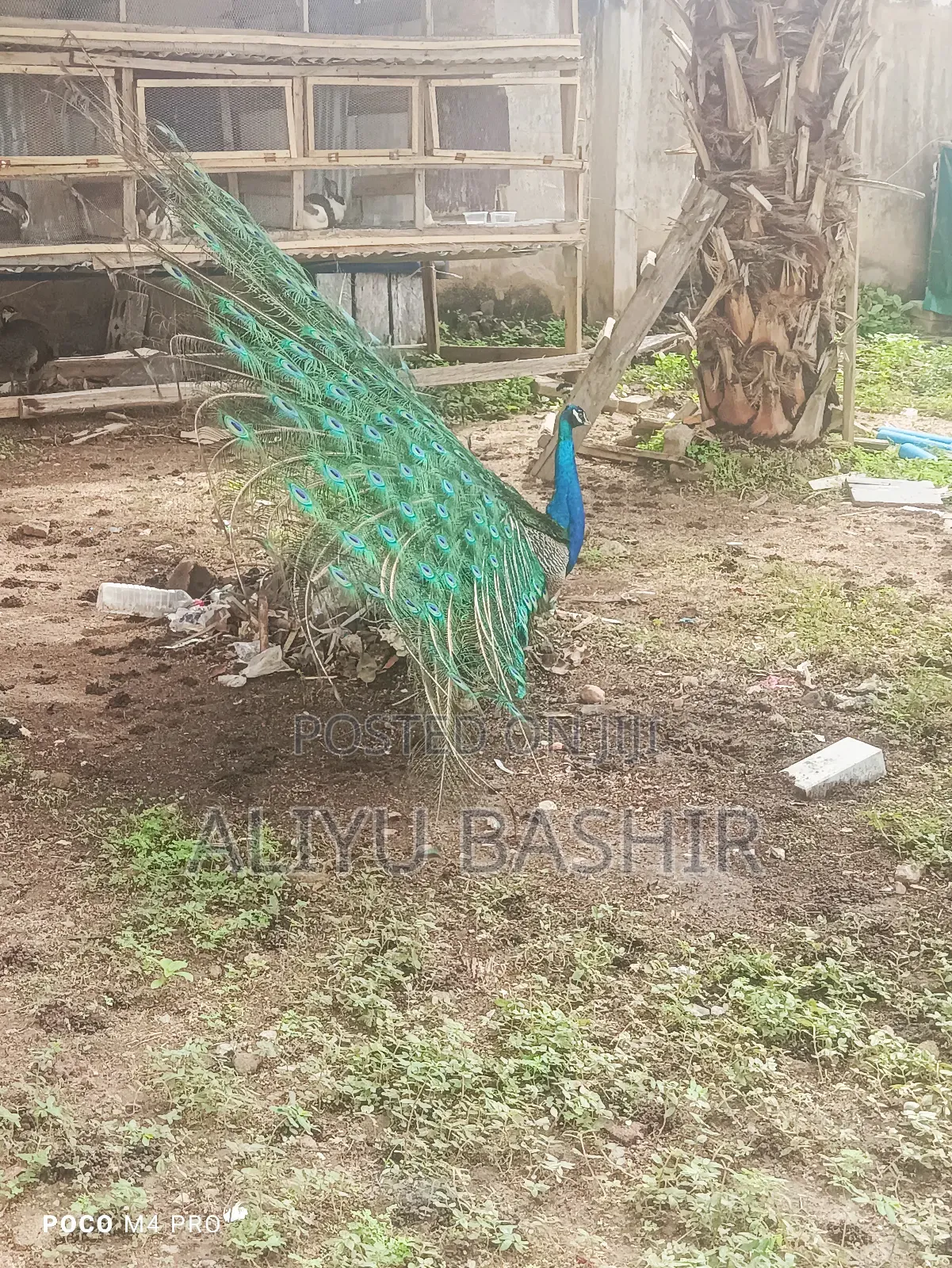 Available Healthy Pair(Peacock and Peahen)