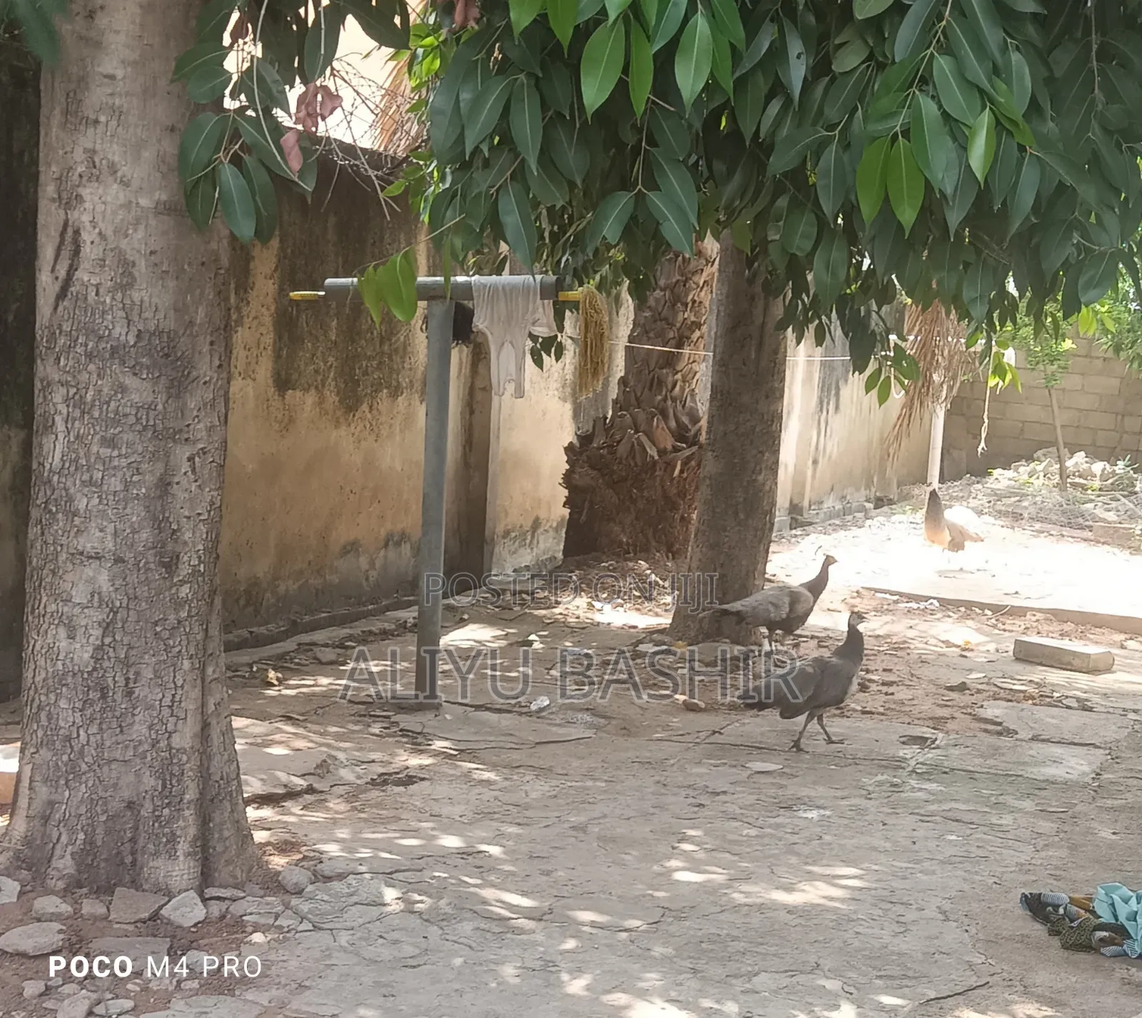 Available Healthy Pair(Peacock and Peahen)