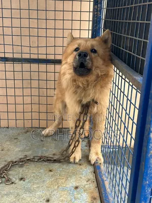 1+ year Male Purebred Chow Chow