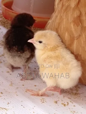 Brahma Chicken
