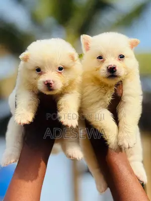 1-3 months Female Purebred American Eskimo