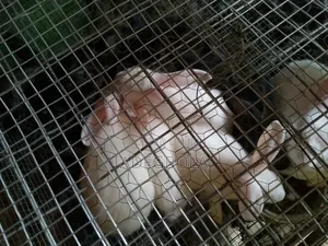 Rabbits 8 Weeks Old
