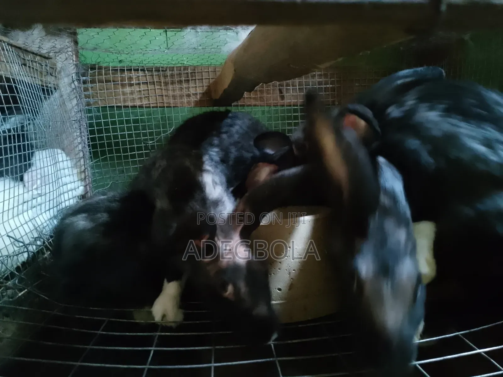 Rabbits 8 Weeks Old