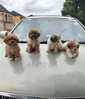 1-3 months Female Purebred Lhasa Apso