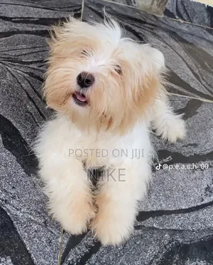 3-6 months Female Purebred Lhasa Apso