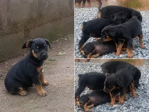 1-3 months Female Purebred Rottweiler
