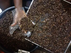Edible Termite (Aku)