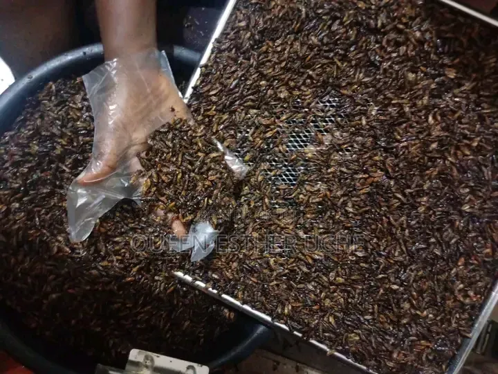 Edible Termite (Aku)