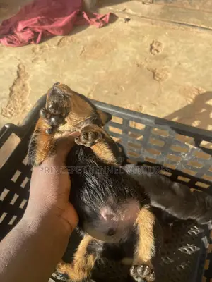1-3 months Female Purebred Rottweiler